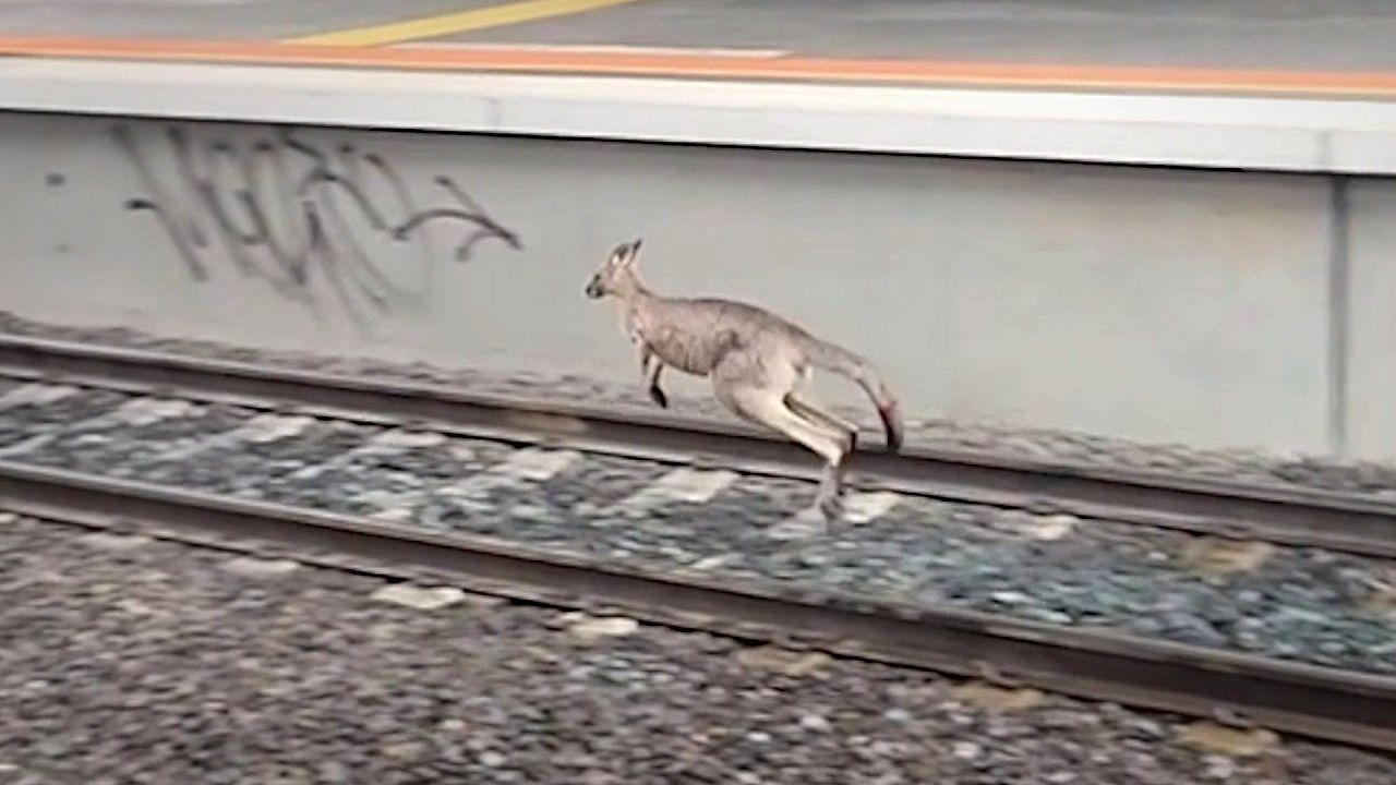 Video: Train halts as unexpected visitor appears on station tracks in Australia  