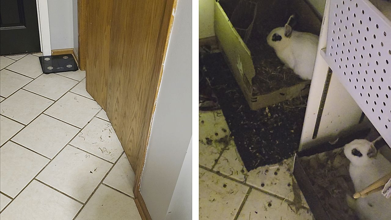 Video: Mutter kann es nicht fassen: Tochter versteckt zwei Kaninchen im Kleiderschrank