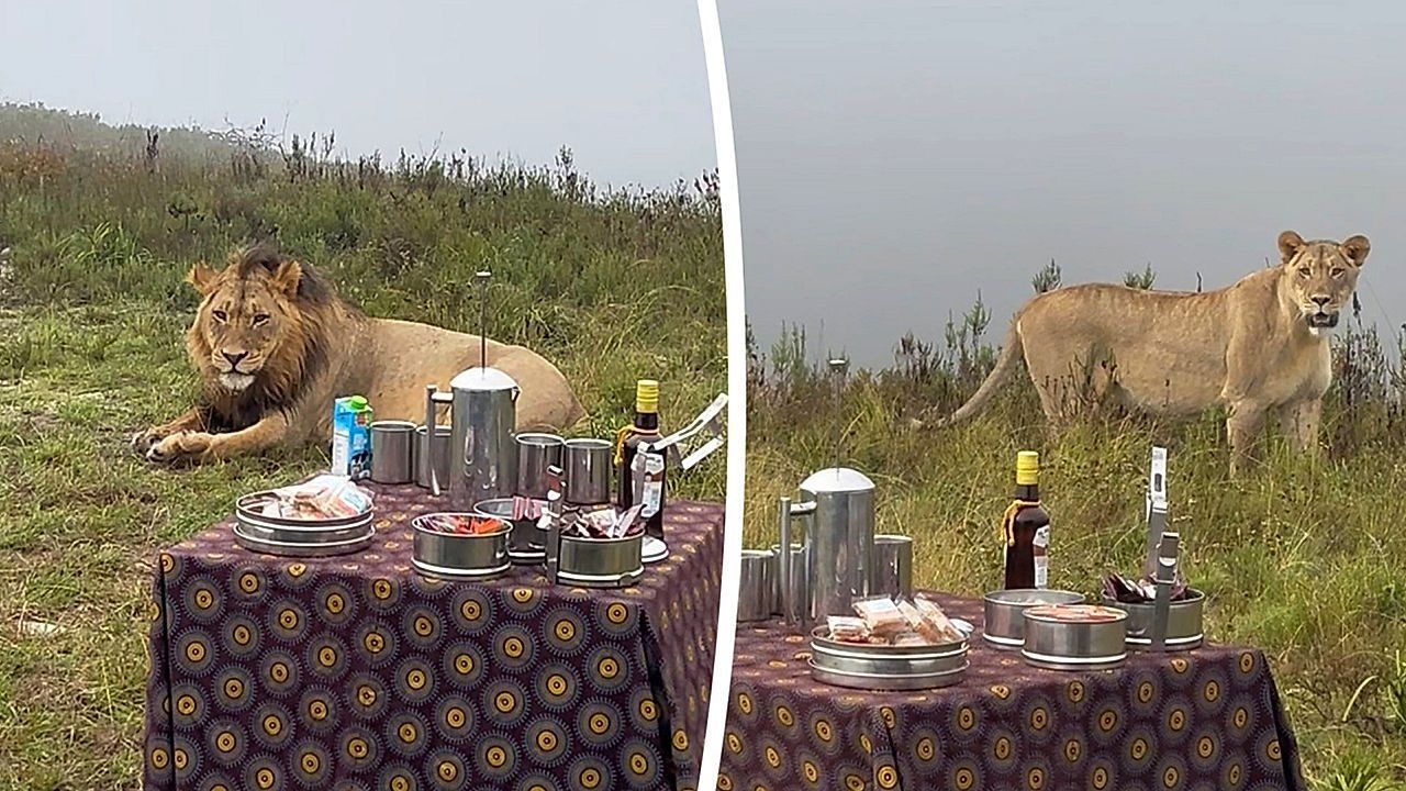 Video: Gedeckter Tisch in der Savanne: Löwen sprengen Safari-Kaffeepause