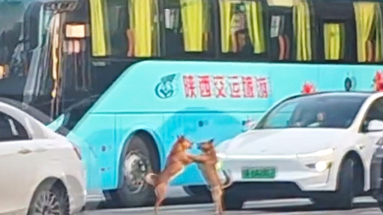 Video: Dogs bring traffic to a halt as they fight in middle of road
