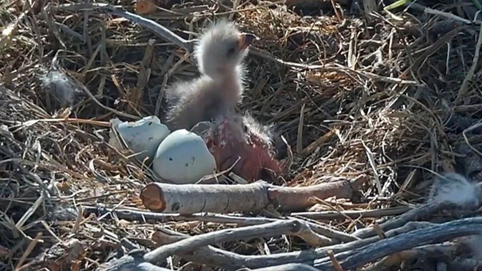 Doppelter Nachwuchs: Weißkopfseeadler Jackie und Shadow begrüßen zwei Küken