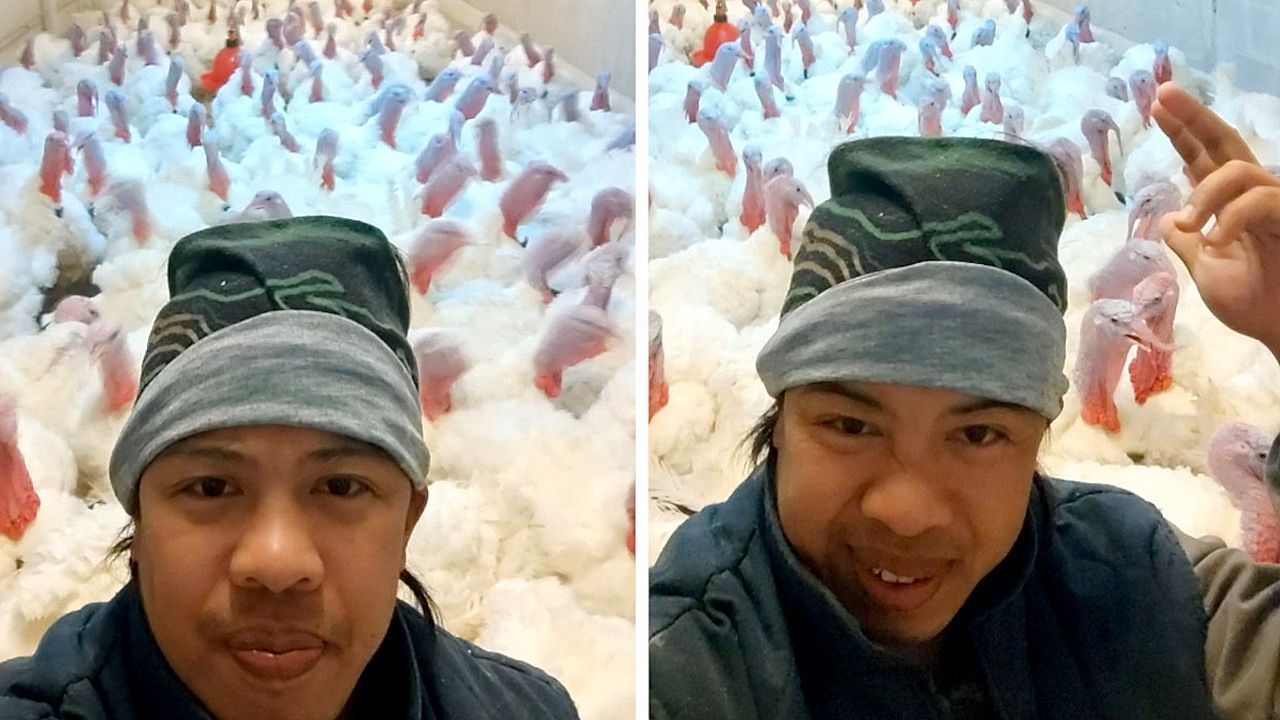 Video: Federvieh mit Rhythmusgefühl: Truthähne antworten auf Hip-Hip-Hurra-Rufe