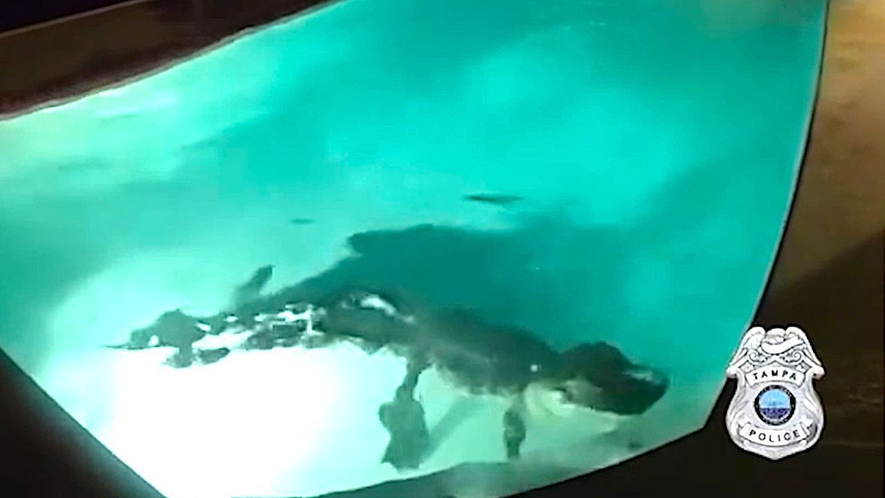 Video: Alligator breaks into Florida family's swimming pool