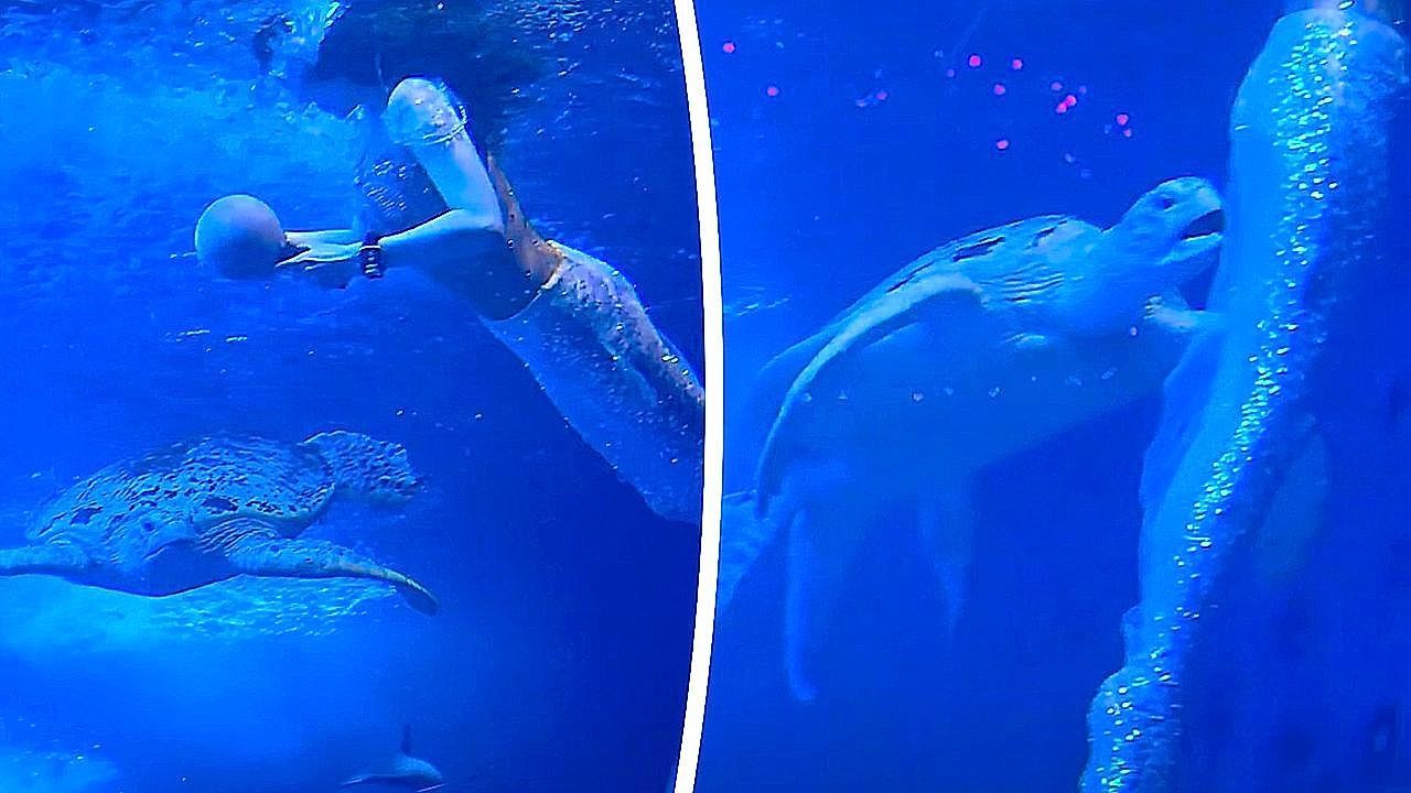 Video: Sea turtle appears to 'harass' mermaid performer during aquarium show
