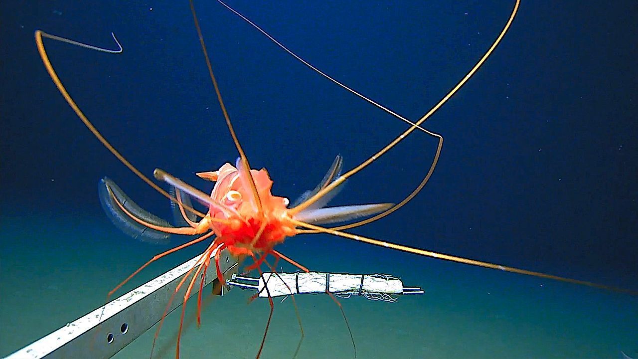 Video: Mystery creature found in Japan's deepest ocean trenches
