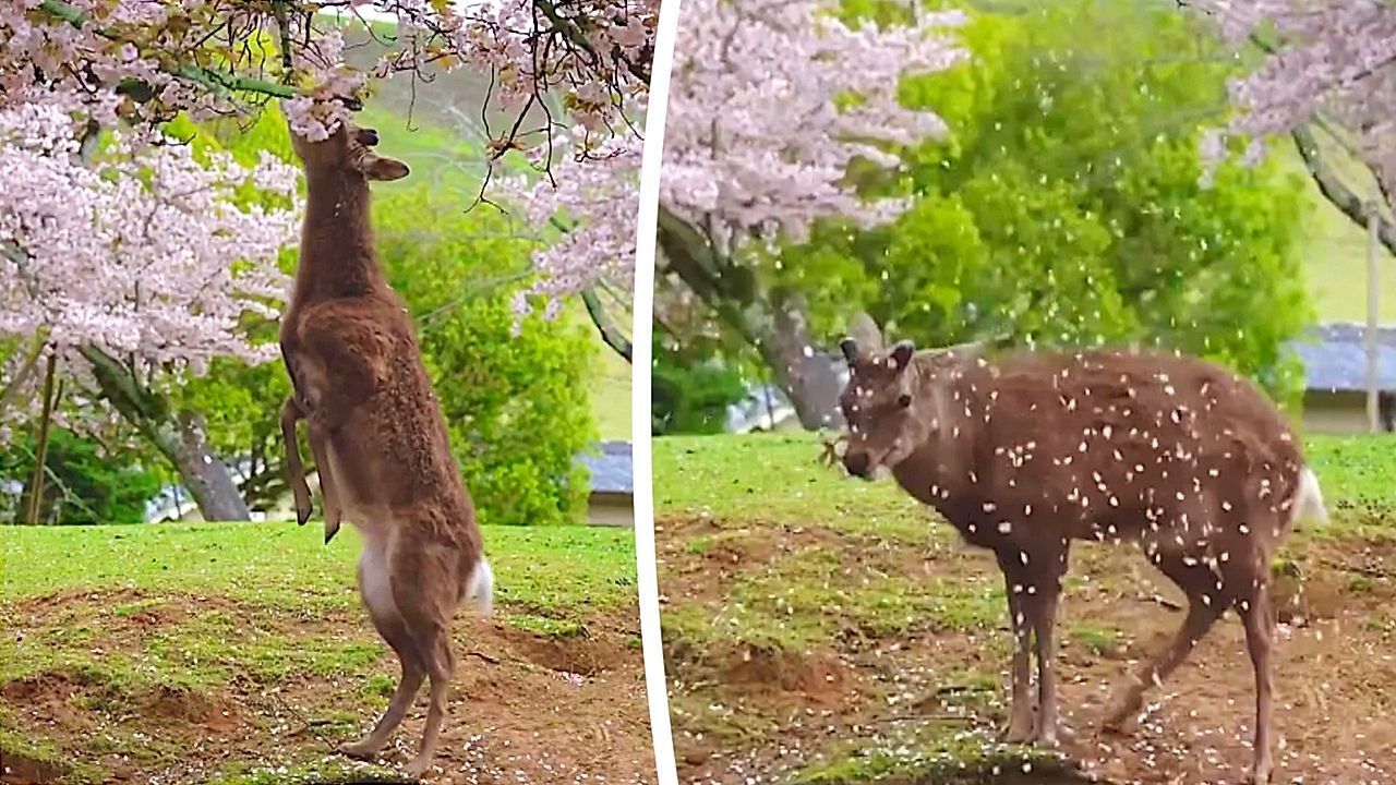 Video: Deer stand on hind legs to reach cherry blossoms in Japan