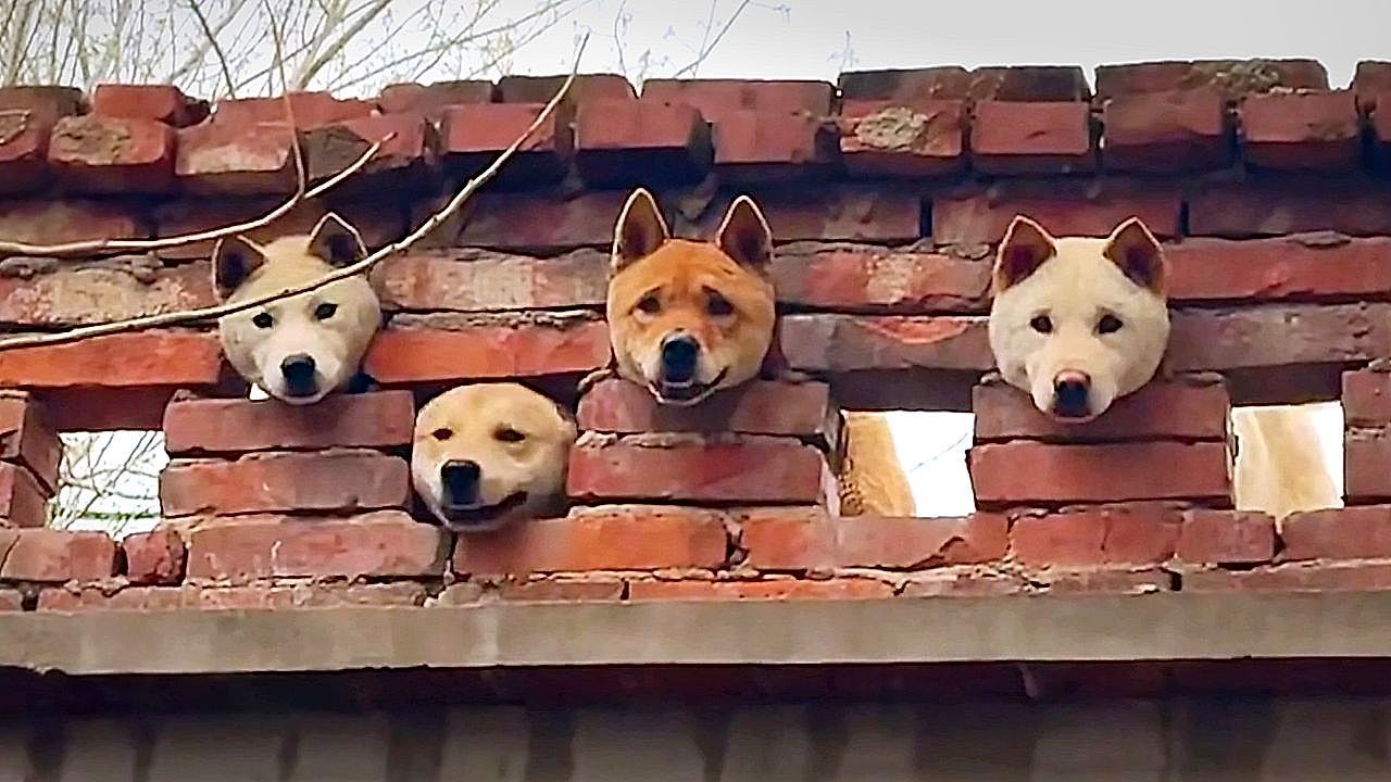 Video: A wall of curiosity! Dozens of dogs stick their heads through a wall straight out of a movie