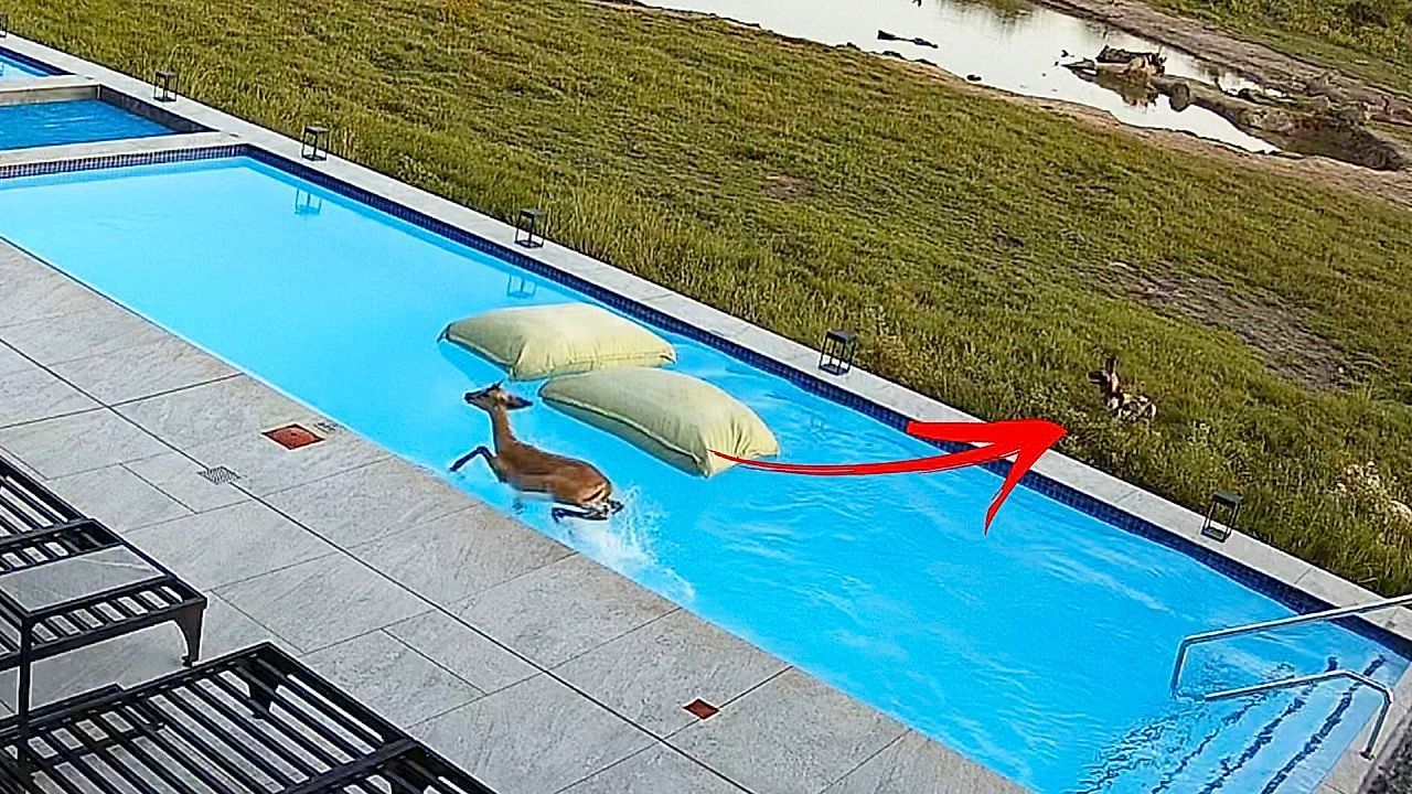 Video: Rettungssprung ins Nasse: Antilope flüchtet vor Wildhunden in Hotelpool