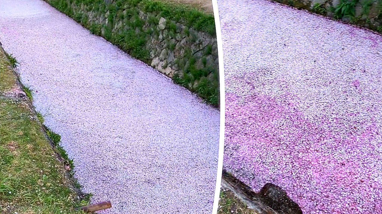 Video: Cherry blossoms form stunning “flower raft” along Kyoto canal