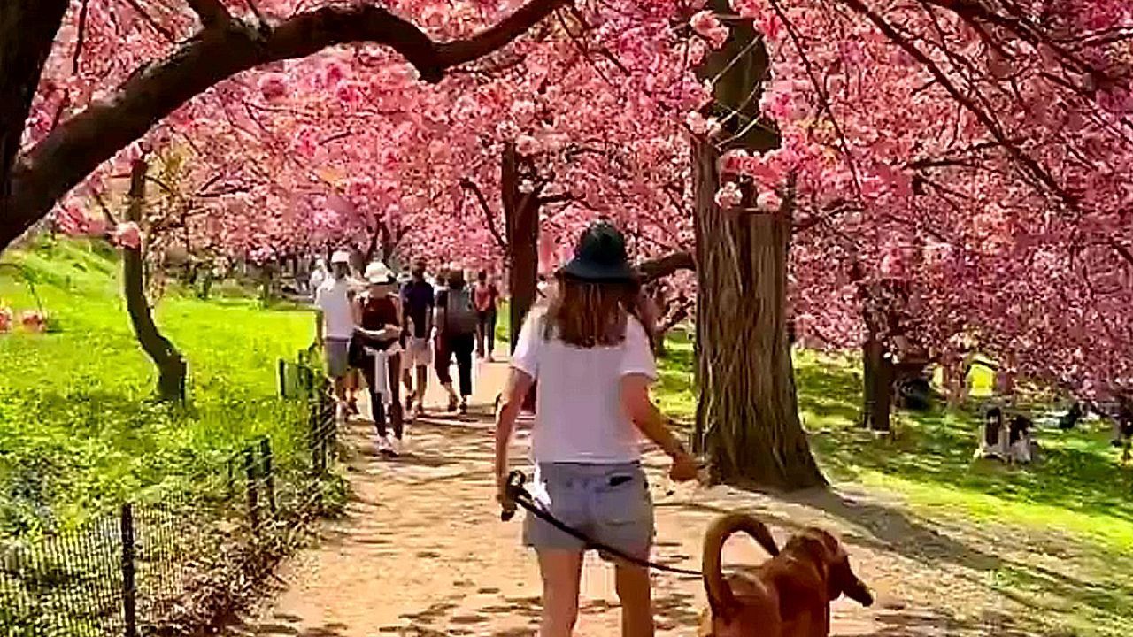 Video: Cherry blossoms transform New York City's Central Park into springtime wonderland