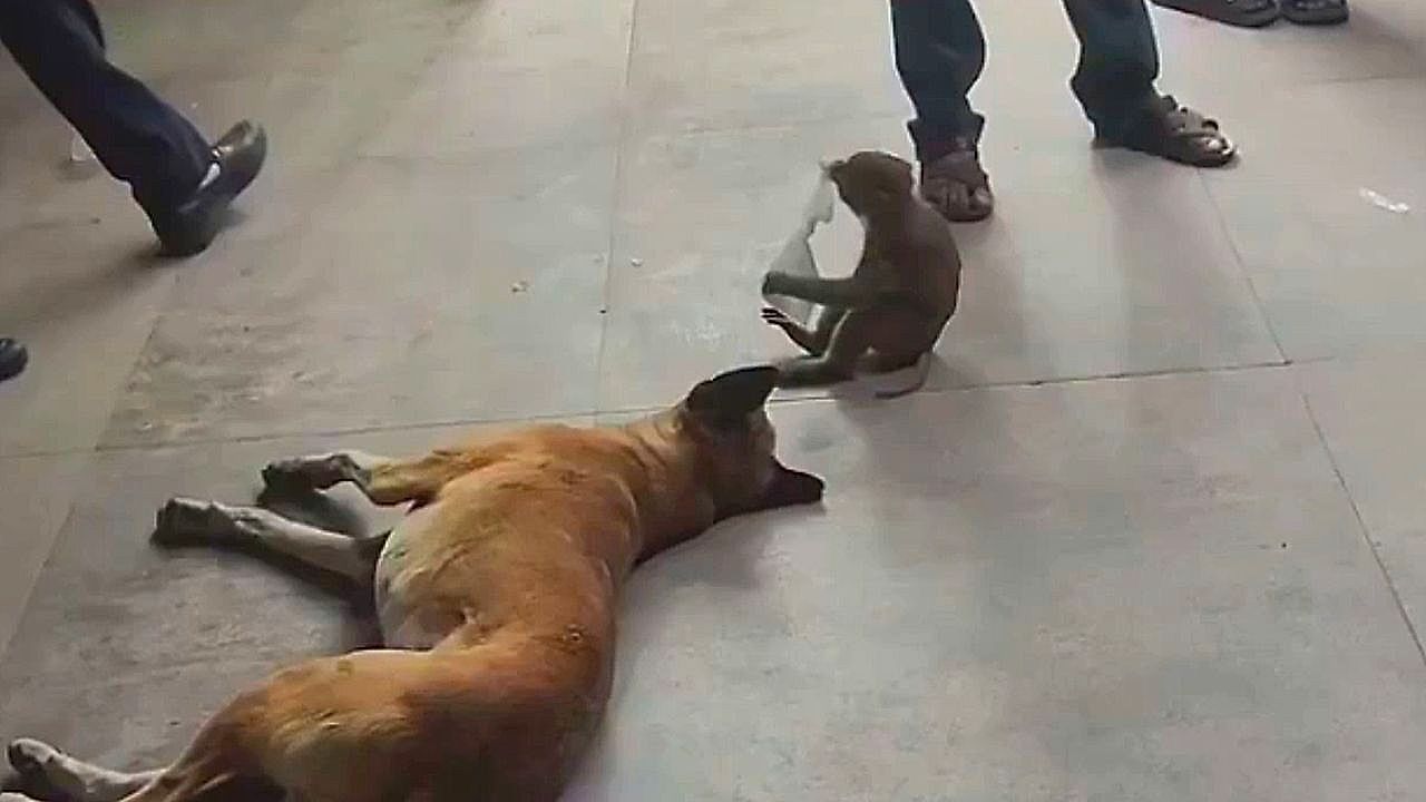 Video: Monkey leaves its troop to stay with street dog friend