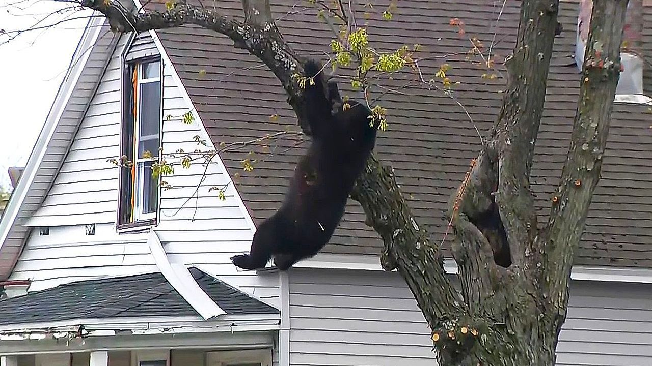 Video: Ungewöhnlicher Besucher: Schwarzbär klettert auf Baum in Wohngebiet in New York
