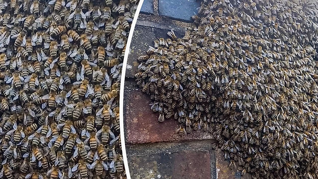 Video: Traube aus Tausenden Tieren: Gewaltiger Bienenschwarm belagert Mauer