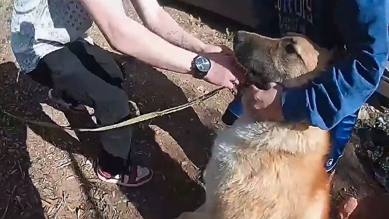 Video: Mutige Rettung: Polizist bricht in brennendes Haus ein und rettet Hund unter Trampolin