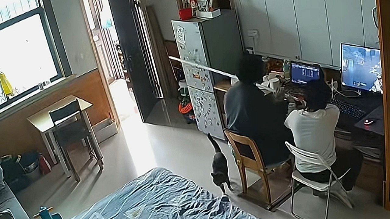 Video: Cat sparks clever indoor standoff after neighborhood complaints