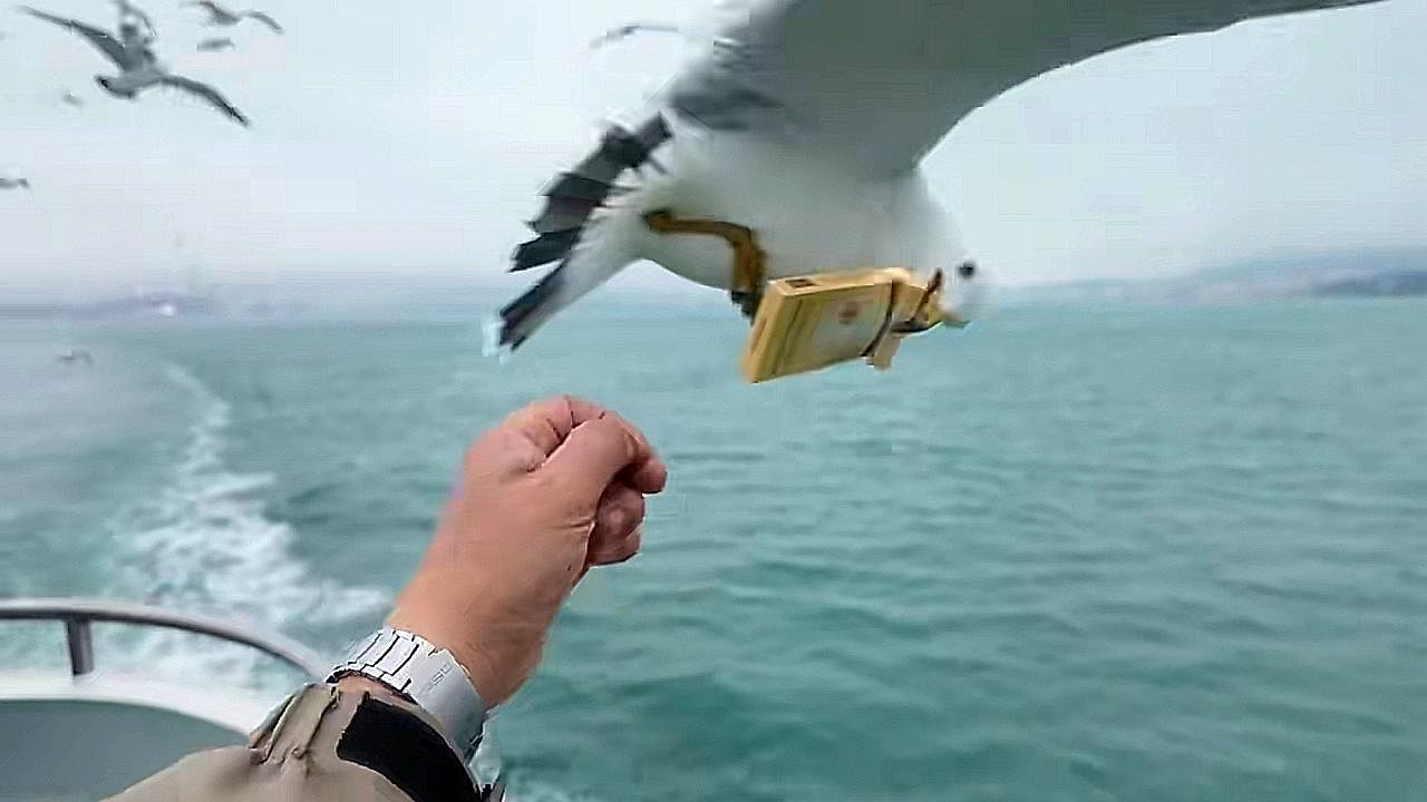 Video: Boat ride takes strange turn as thief seagull makes sudden grab