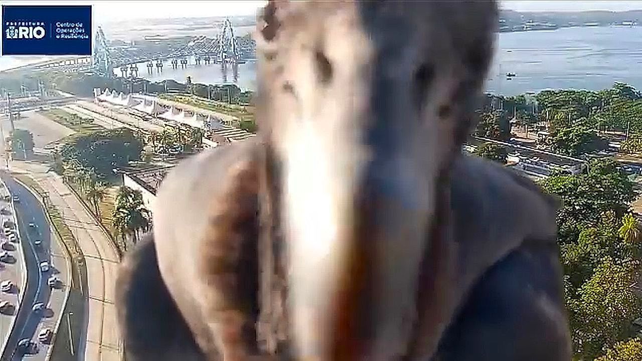 Video: Zum Fressen gern: Brasilianischer Rabengeier nimmt Verkehrskamera ins Visier