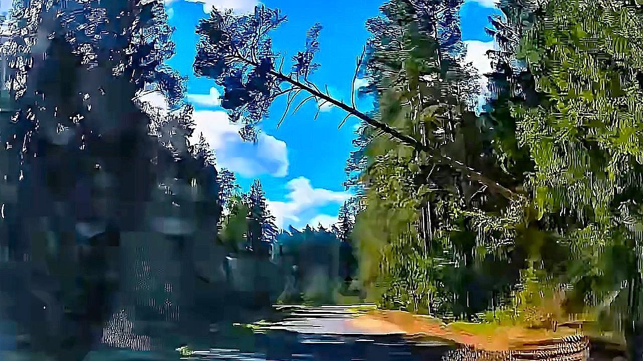 Video: Beinahe-Katastrophe im Wald: Baum stürzt um – Beifahrerin schreit Warnung