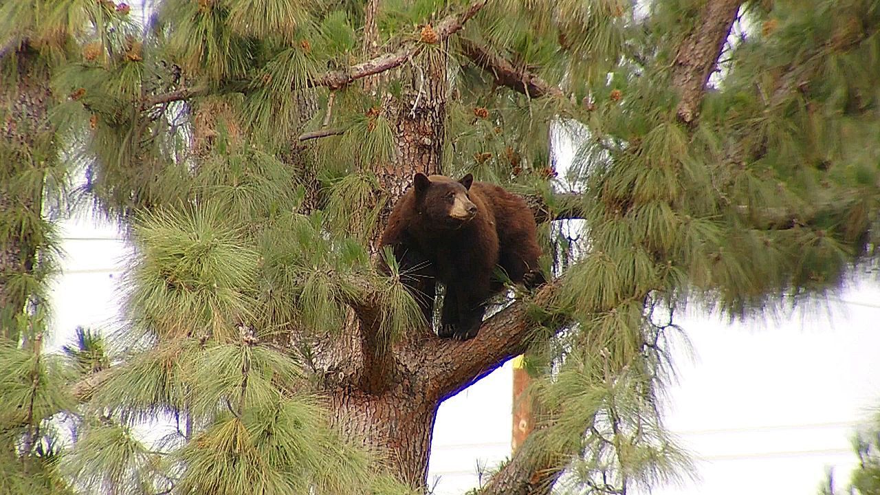 Video: Überraschender Besucher: Bär sorgt für Evakuierung bei Los Angeles