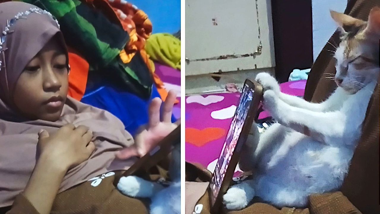 Video: Hilfreicher Vierbeiner: Entspannte Katze wird zum Handyhalter