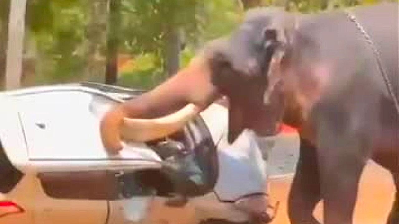 Video: Elefant in Rage: Bulle spießt Auto mit Stoßzähnen auf