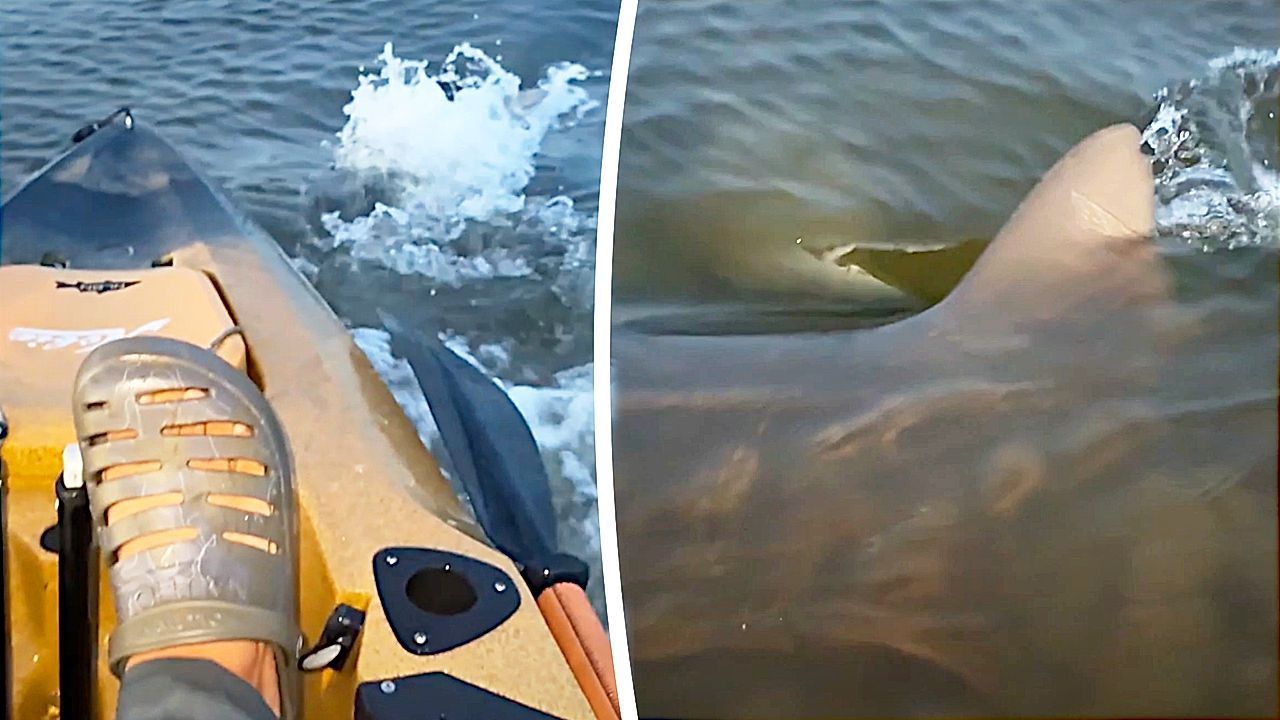 Video: Schock im Kajak: Bullenhai attackiert Angler vor Floridas Küste