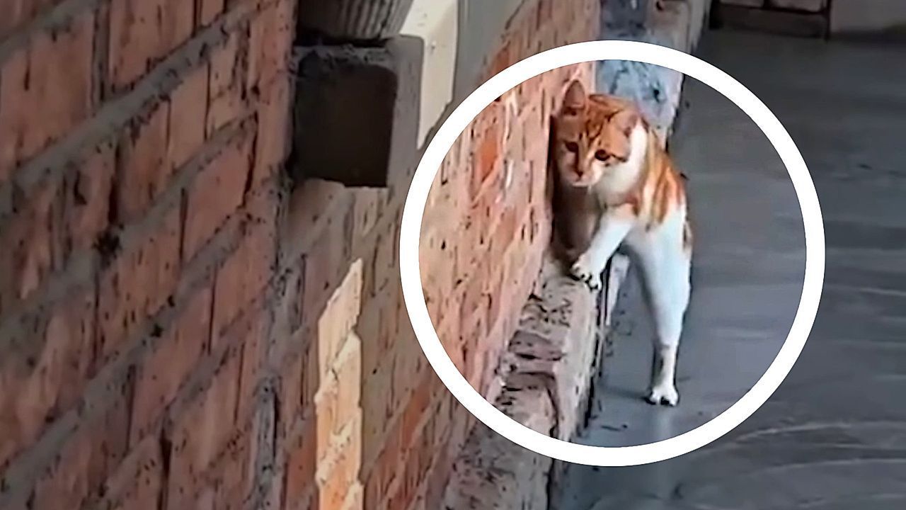 Video: Gescheiterter Balanceakt: Katze will frischen Beton umkurven – das geht daneben