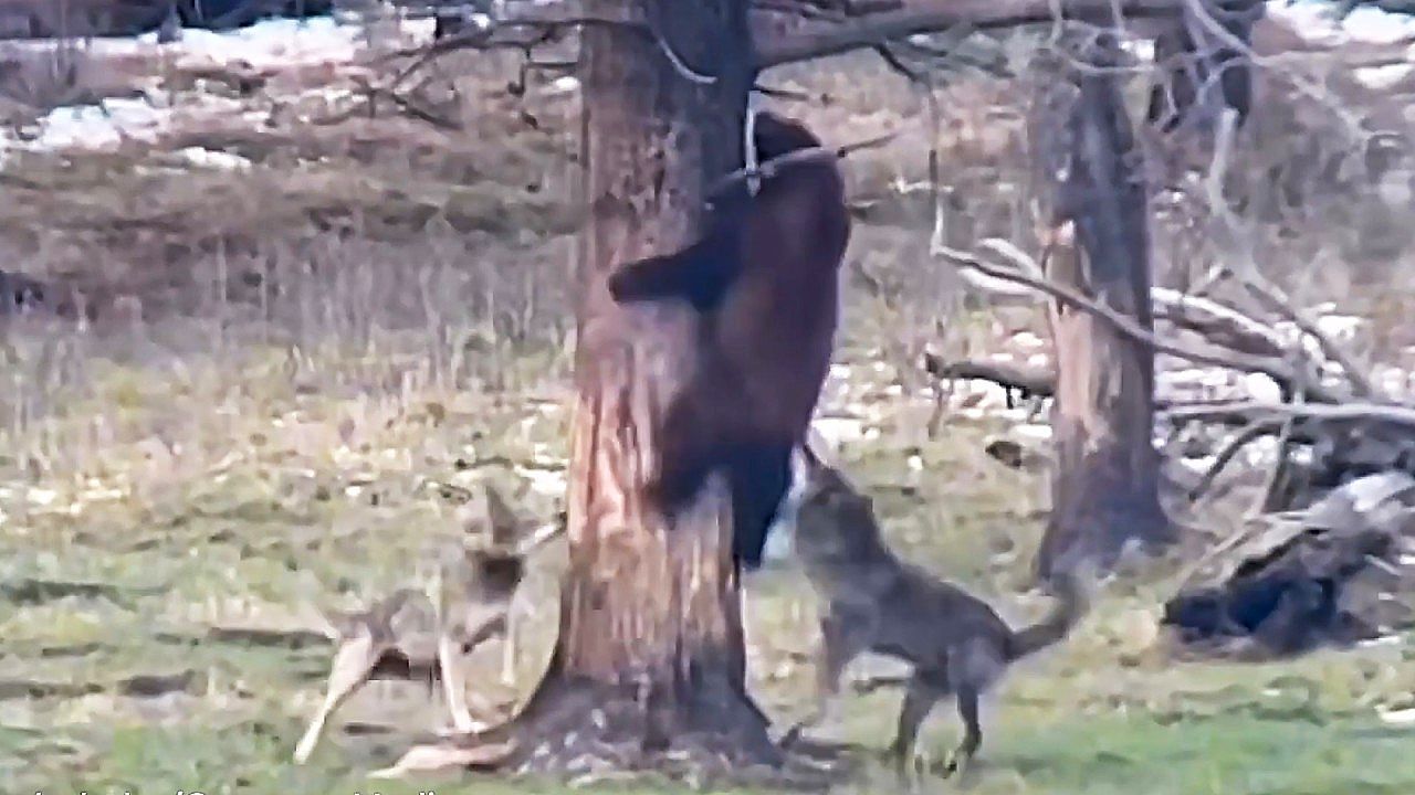 Video: Knapp entkommen: Bär rettet sich vor jagenden Wölfen auf Baum