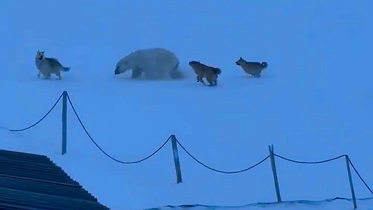 Video: Four dogs chase off polar bear threatening Arctic research station