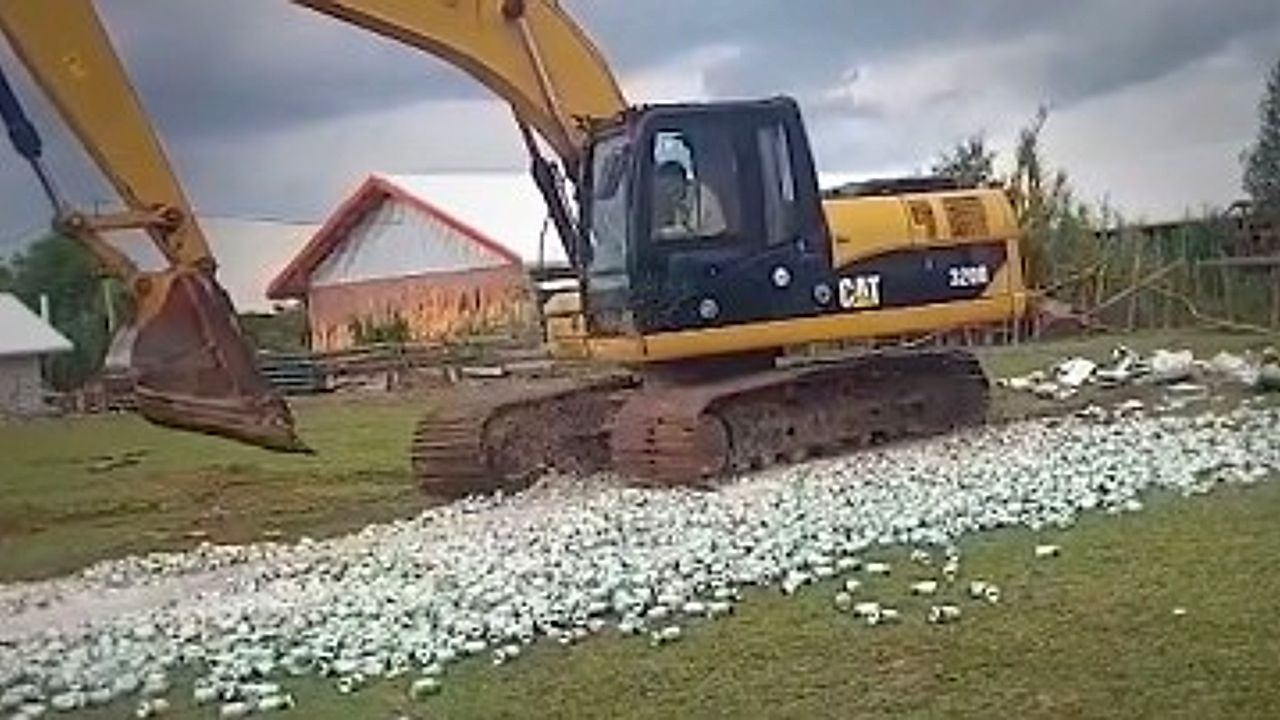 Video: Excavator crushes thousands of illegal beer cans in massive disposal