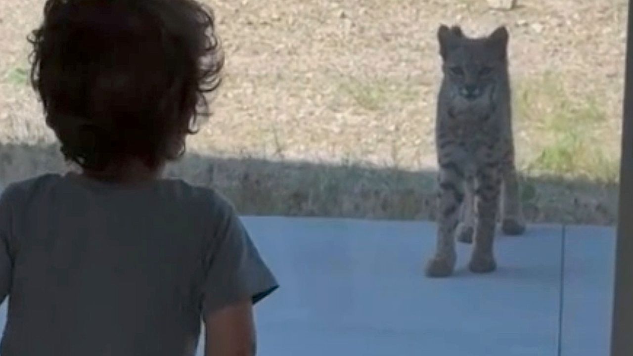 Video: Wild bobcat comes face-to-face with toddler at California home