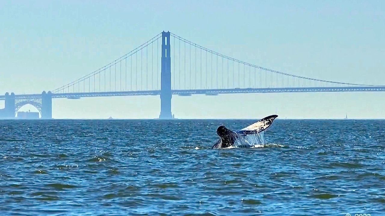 Video: Hightech gegen Walsterben: Neues KI-System überwacht Bucht von San Francisco