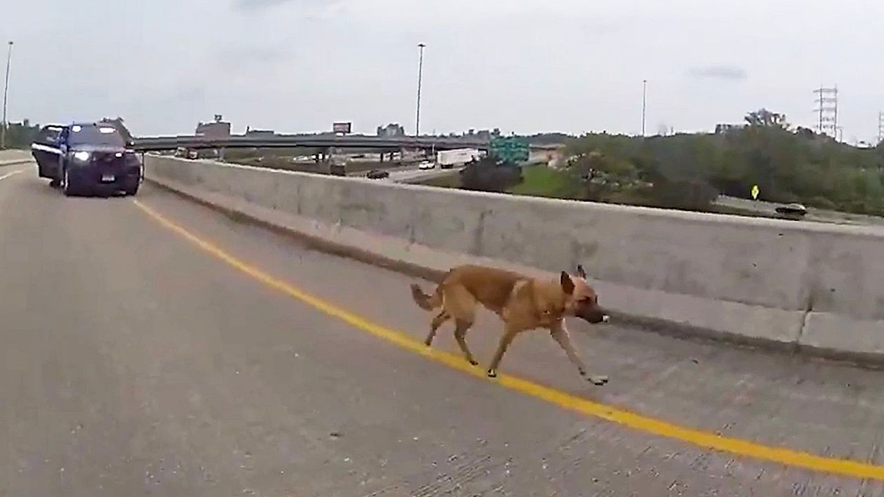Video: Tierische Verfolgungsjagd: Entlaufener Hund flüchtet auf Highway vor Polizei