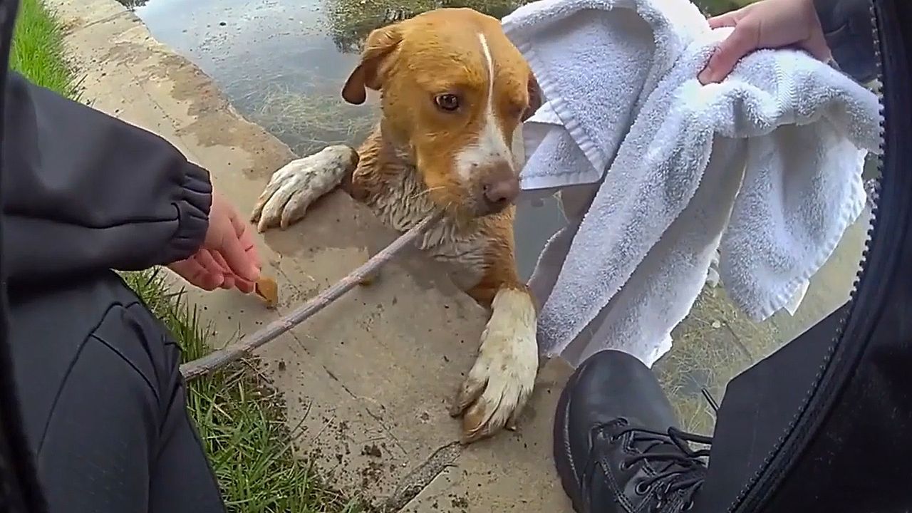 Video: Rettungseinsatz auf dem Grün: Hündin aus tiefem Teich auf Golfplatz in Colorado befreit