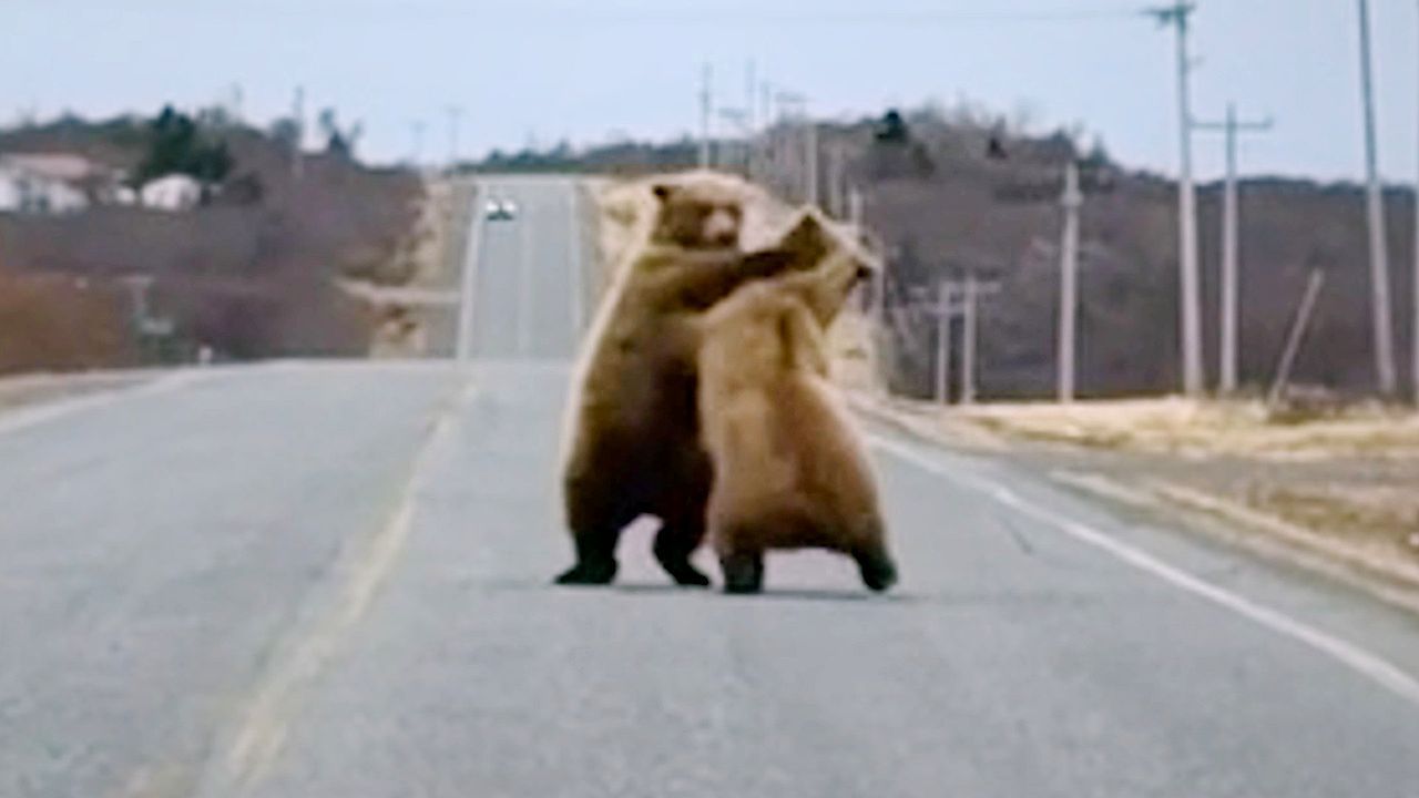 Video: Straßensperre auf Pfoten: Zwei Bären raufen auf Highway in Alaska