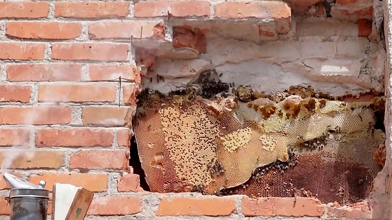 Summen-in-der-Mauer-Imker-ffnen-Hauswand-und-finden-riesiges-Bienenvolk-in-Madrid