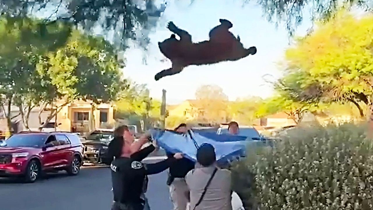 Video: Raubtier sitzt auf Baum: Polizei in Arizona fängt fallenden Bären auf