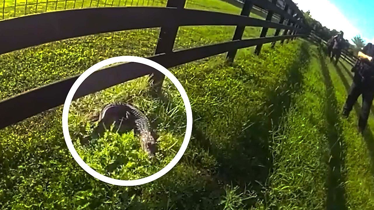 Video: 'Well don't put him in my face!' Officers wrangle baby alligator from Texas backyard