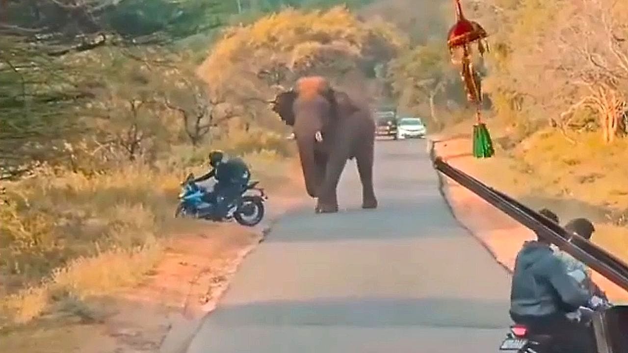 Video: Falsche Entscheidung: Motorradfahrer flieht zu Fuß vor angreifendem Elefanten