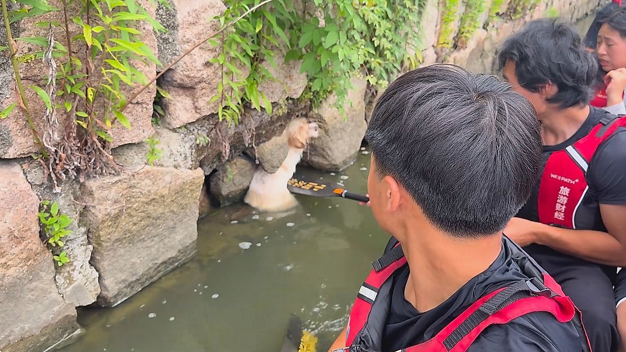 Versteckt-in-der-Flussmauer-Drachenboot-Crew-rettet-gestrandeten-Hund-in-China