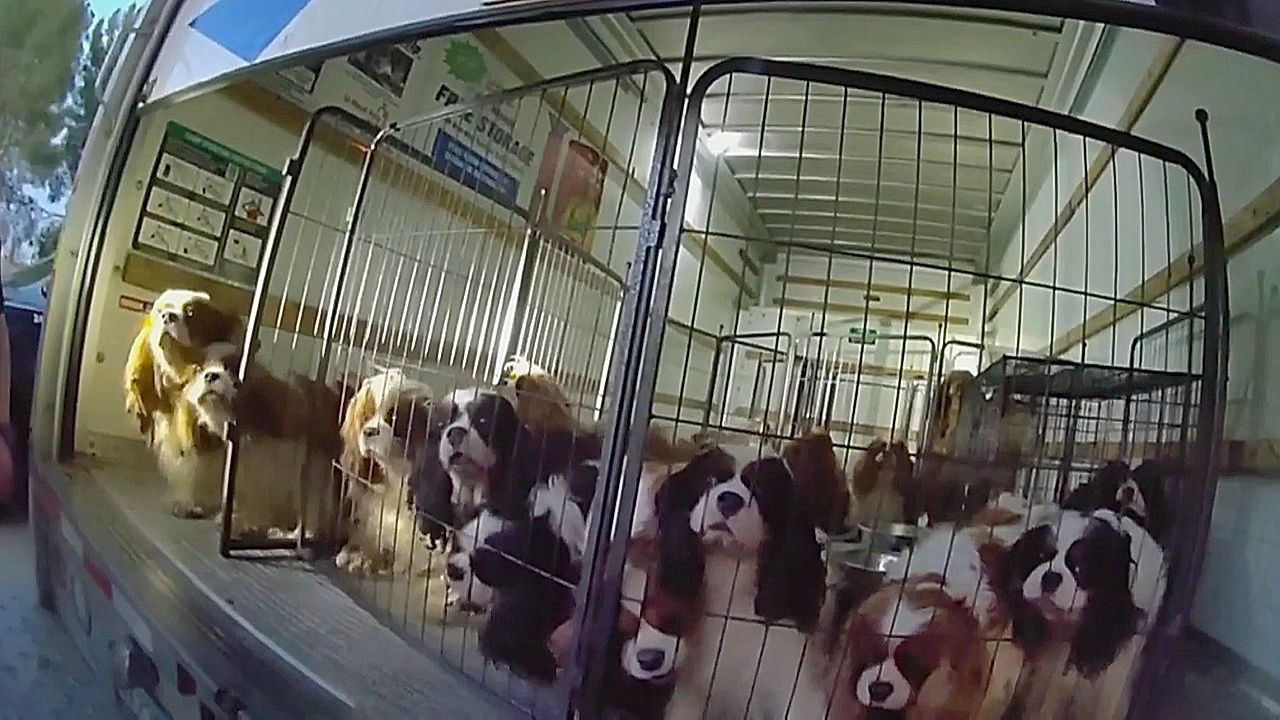 Zuf-lliger-Fund-Polizei-entdeckt-33-Hunde-in-Umzugswagen-und-SUV
