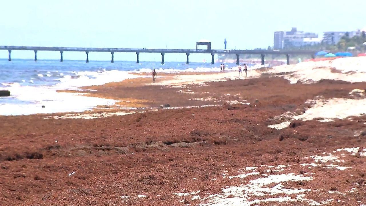 Video: Stinkende Flut: Braunalgen begraben Strände in Südflorida