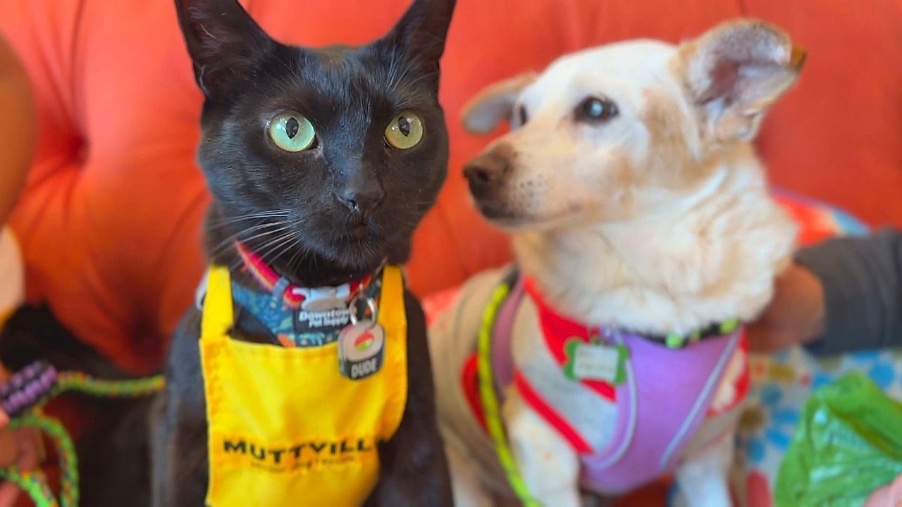 Video: Felliger Personalchef: Kater Little Dude prüft Tierheim-Hunde auf Katzentauglichkeit