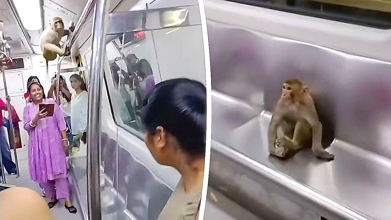 Tierischer-Schwarzfahrer-Affe-erkundet-U-Bahn-in-Neu-Delhi