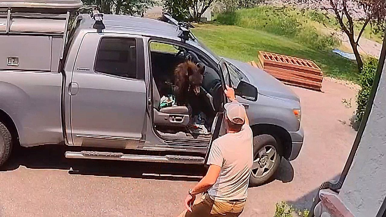 Tierische-berraschung-Mann-ffnet-Autot-r-und-steht-B-ren-gegen-ber