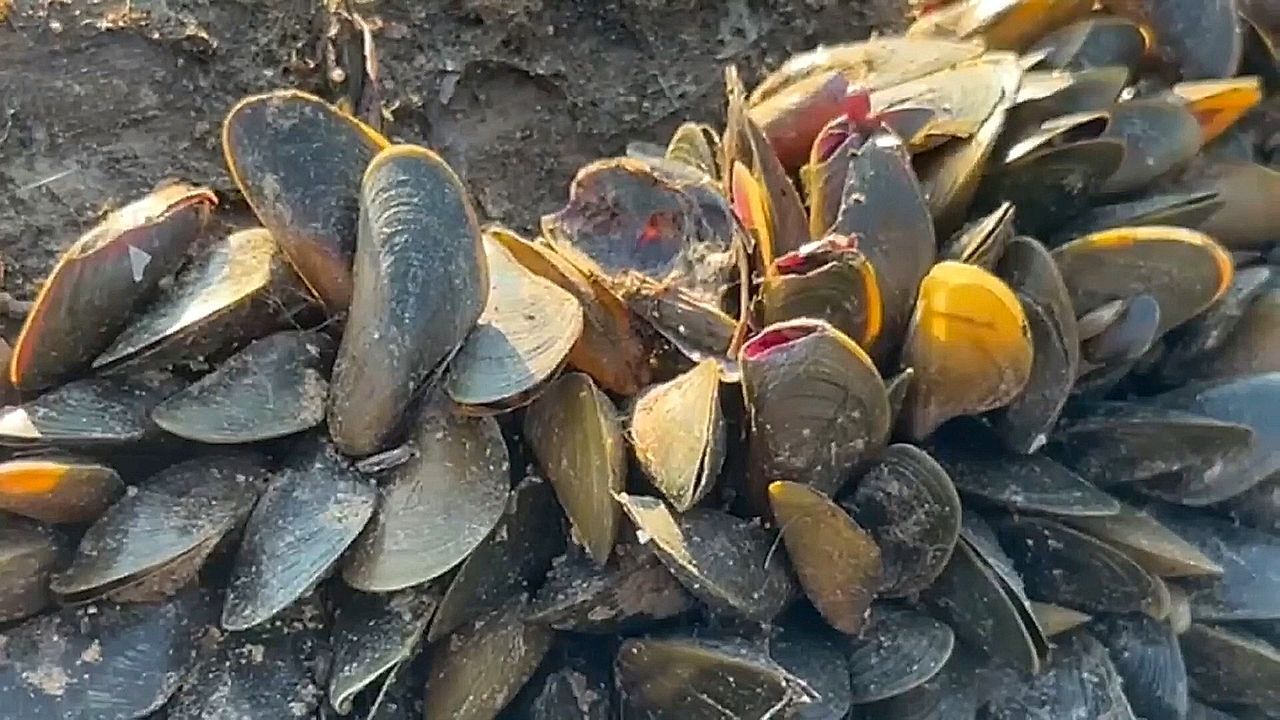 Video: Stille Invasion: Schädliche Muschelart erstmals in kalifornischem Hafen entdeckt
