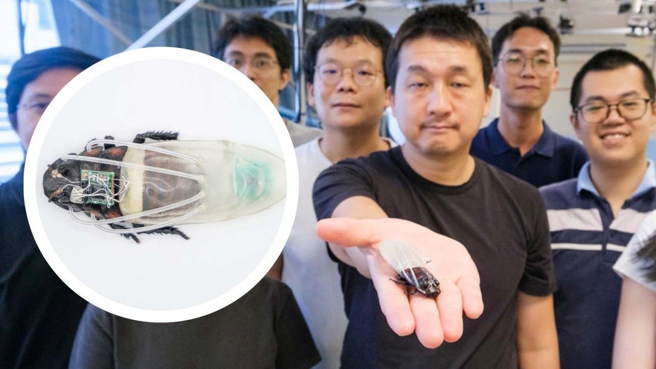 Video: Scientists create cyborg cockroaches to search for disaster survivors underwater