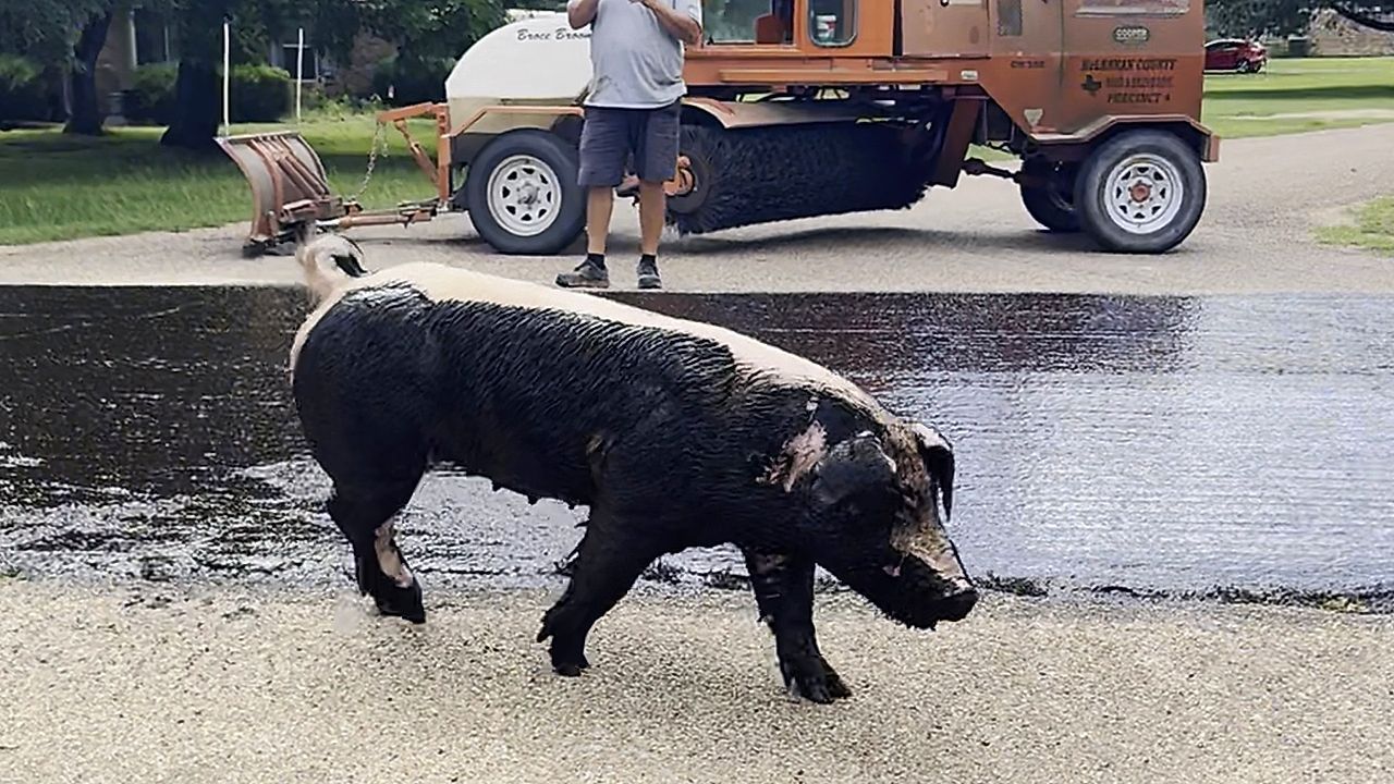 Video: Schlammbad mal anders: Ausgebüxtes Schwein wälzt sich auf frisch asphaltierter Straße