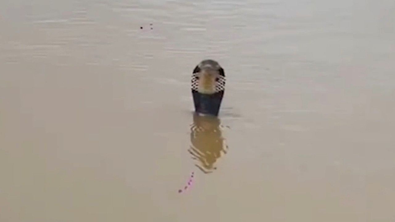 Video: Venomous cobras among 900 snakes escape flooded farm into Chinese villages