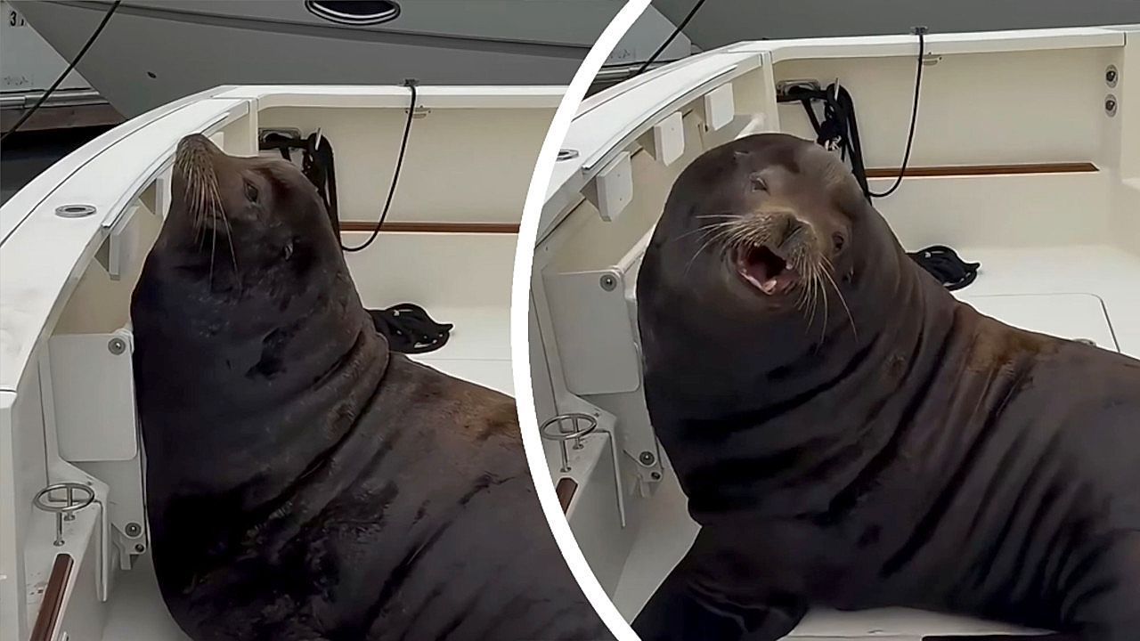 Video: Breit gemacht: Riesiger Seelöwe beansprucht Yacht für sich